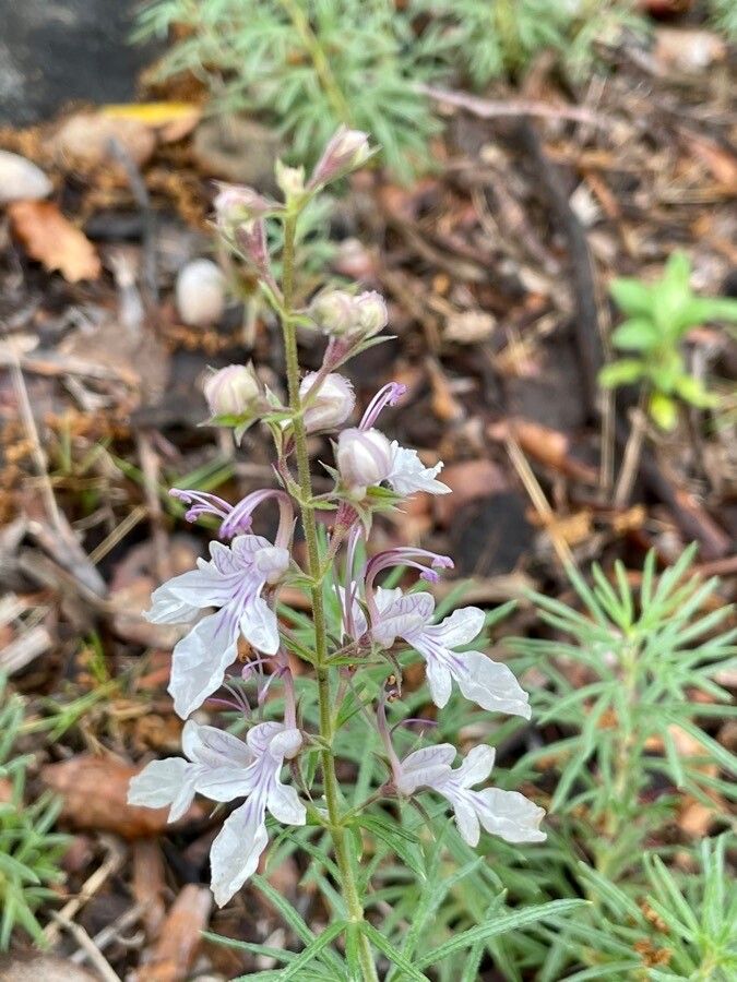 Teucrium pseudochamaepitys flower