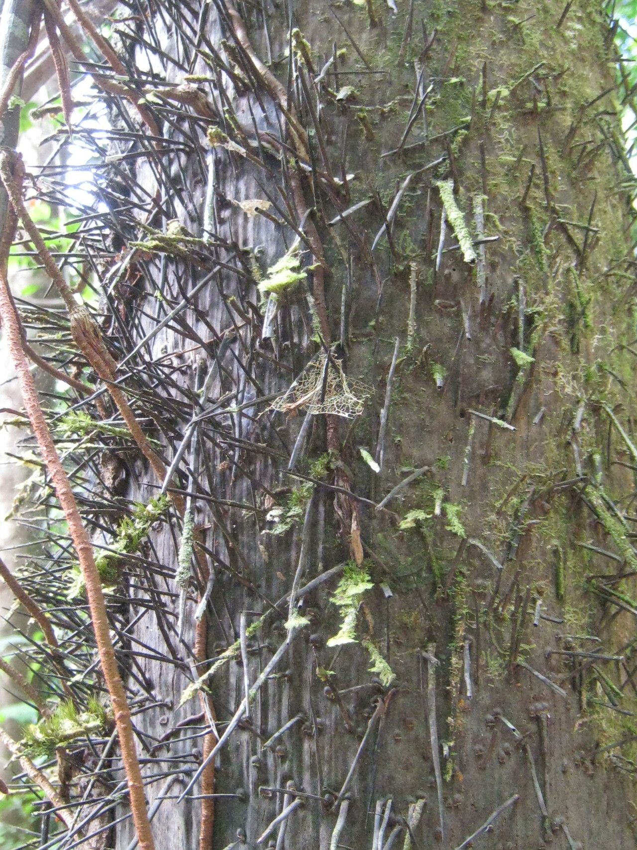 Astrocaryum rodriguesii bark