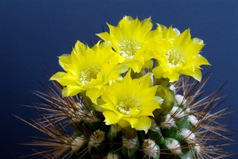 Rebutia fidaiana flower