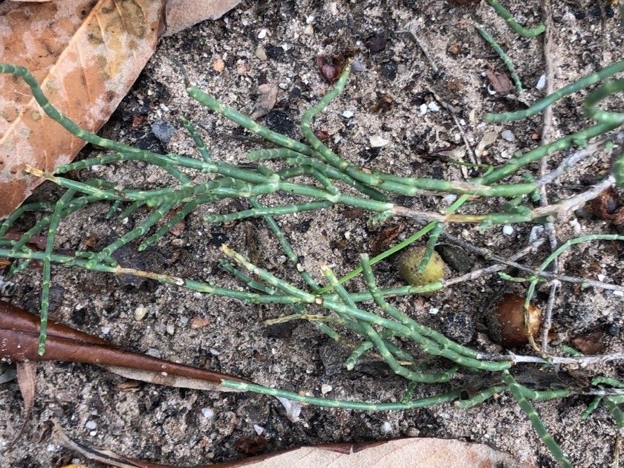 Anabasis articulata — houseplant care guide