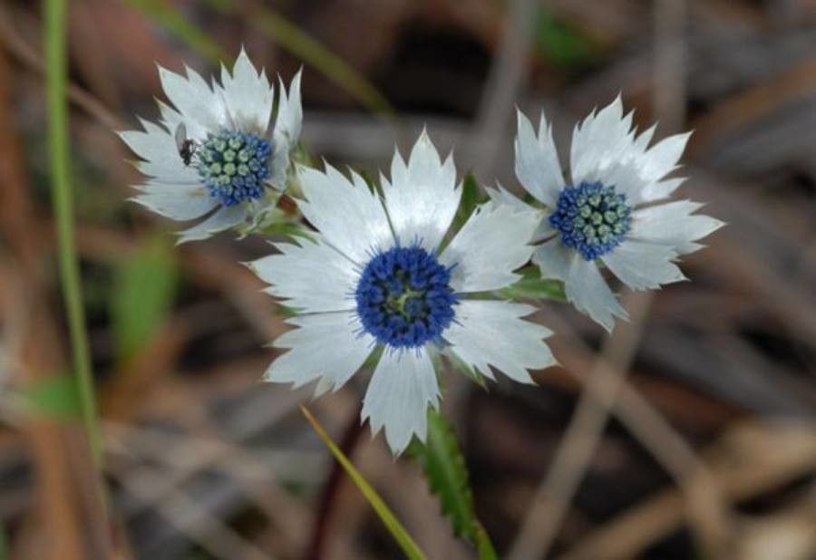 Eryngium lemmonii flower