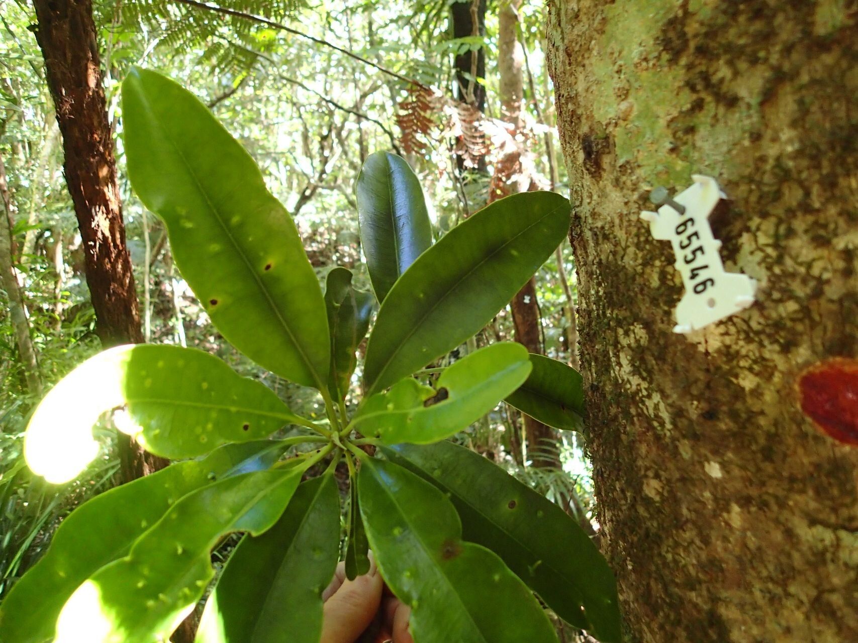 Baloghia montana — houseplant care guide