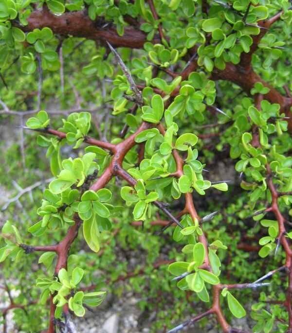 Sideroxylon horridum — houseplant care guide