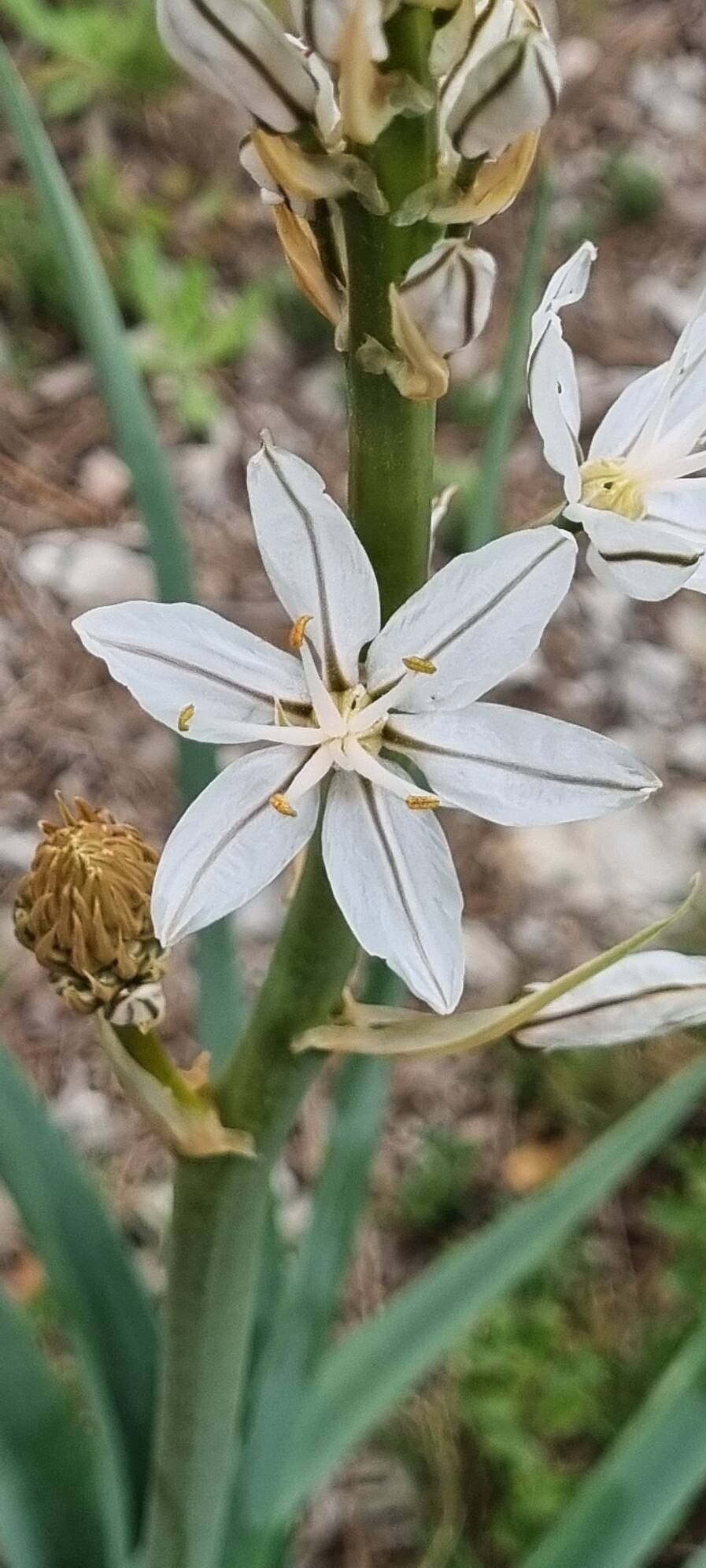 Asphodelus cerasifer flower