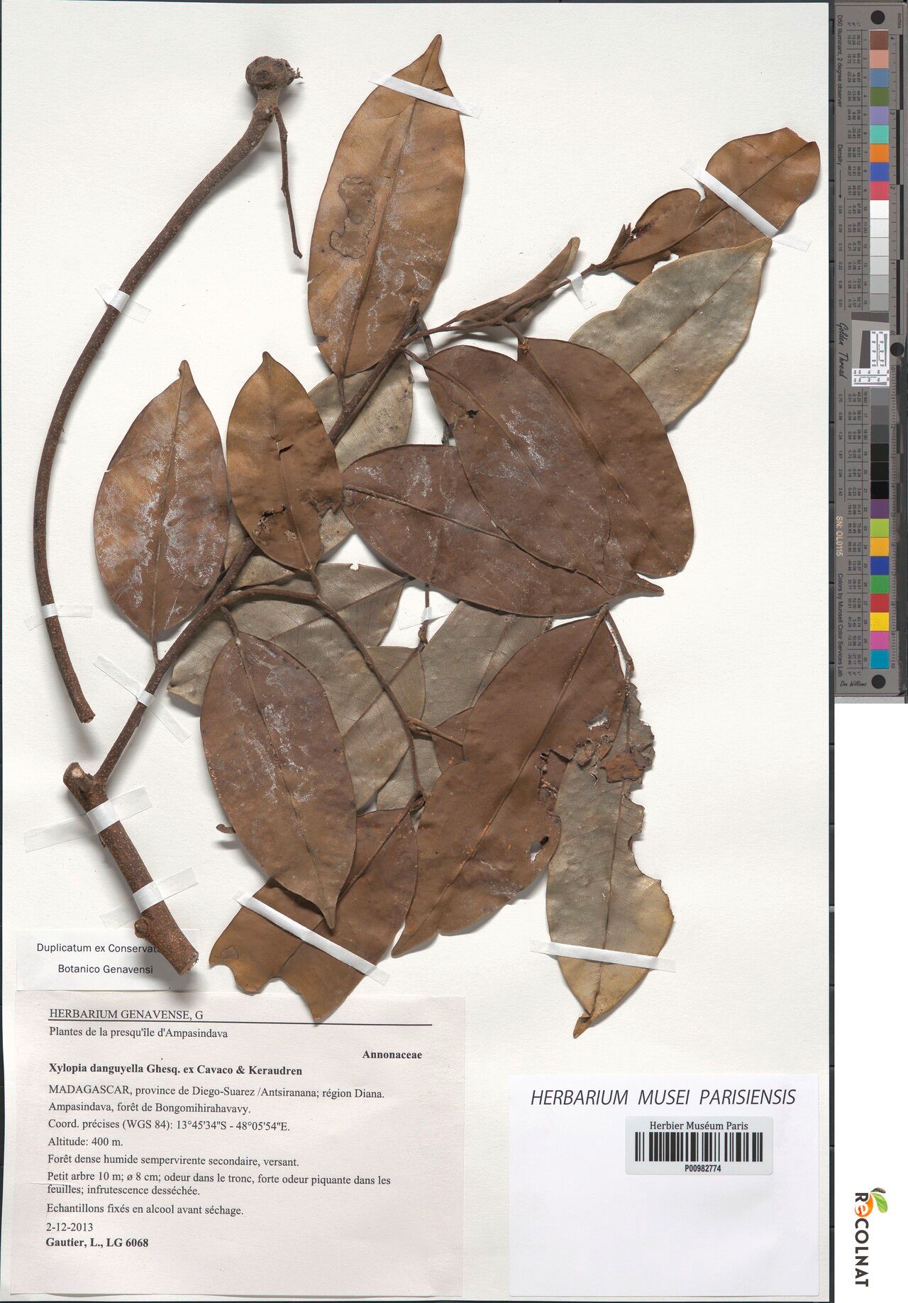 Xylopia lokobensis — search result for 'Xylopia'