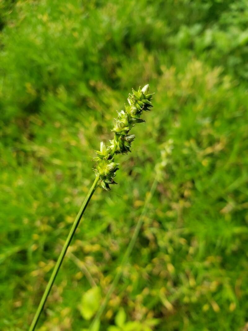 Carex spicata flower