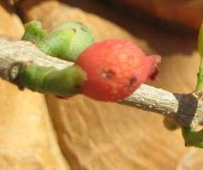 Tapinanthus dependens fruit