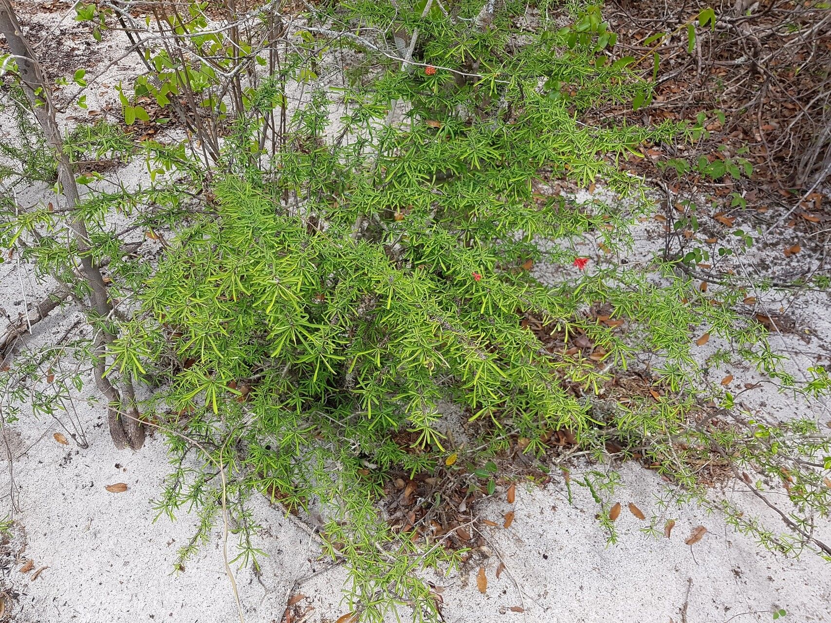 Euphorbia pedilanthoides habit