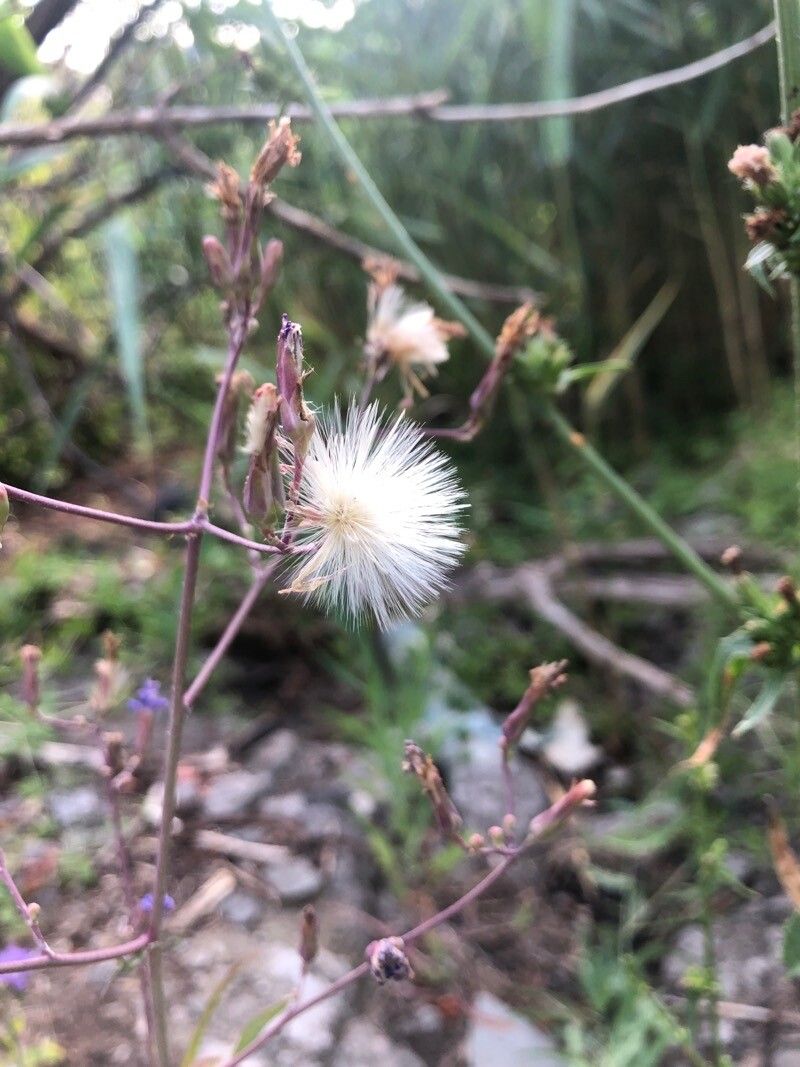 Lactuca tatarica fruit