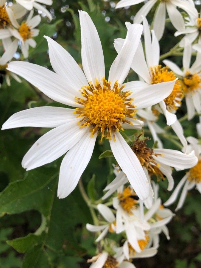 Montanoa hibiscifolia flower