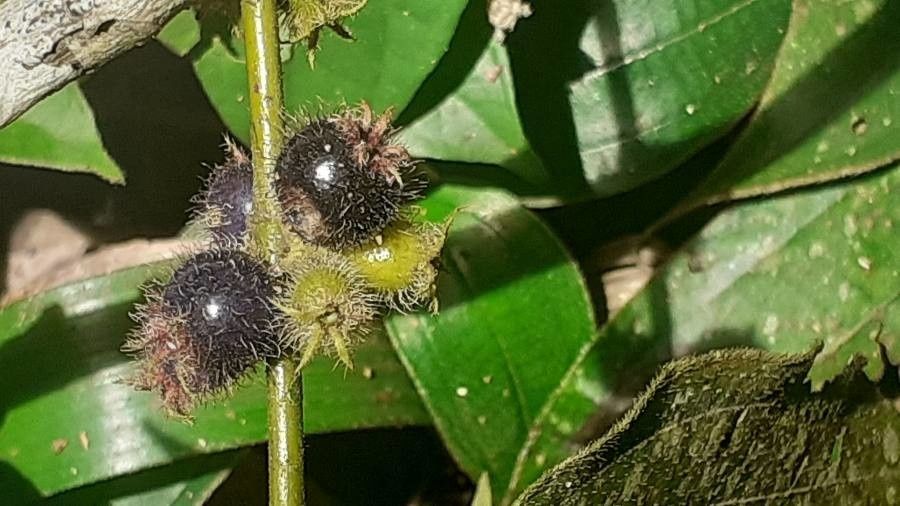 Clidemia capitellata fruit