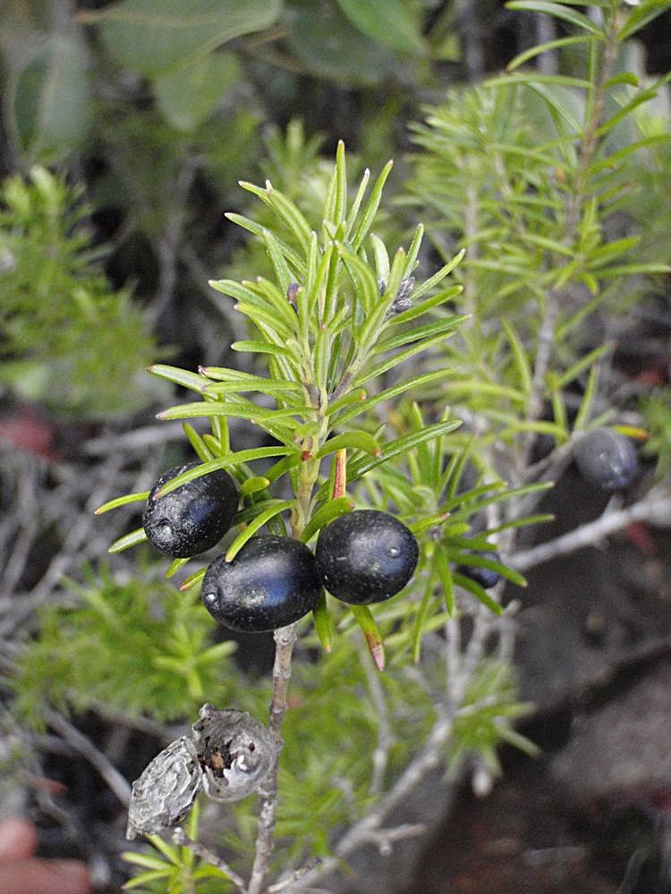 Alyxia caletioides fruit