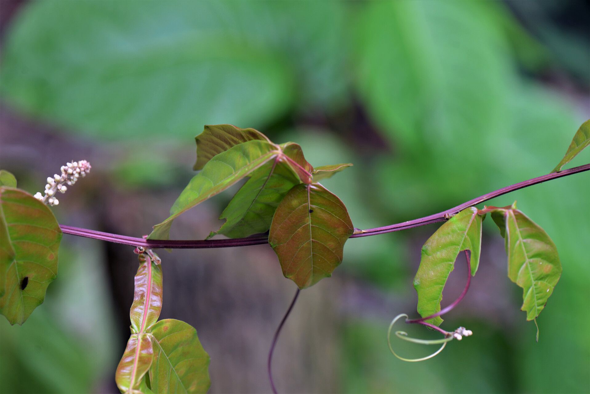 Paullinia imberbis leaf