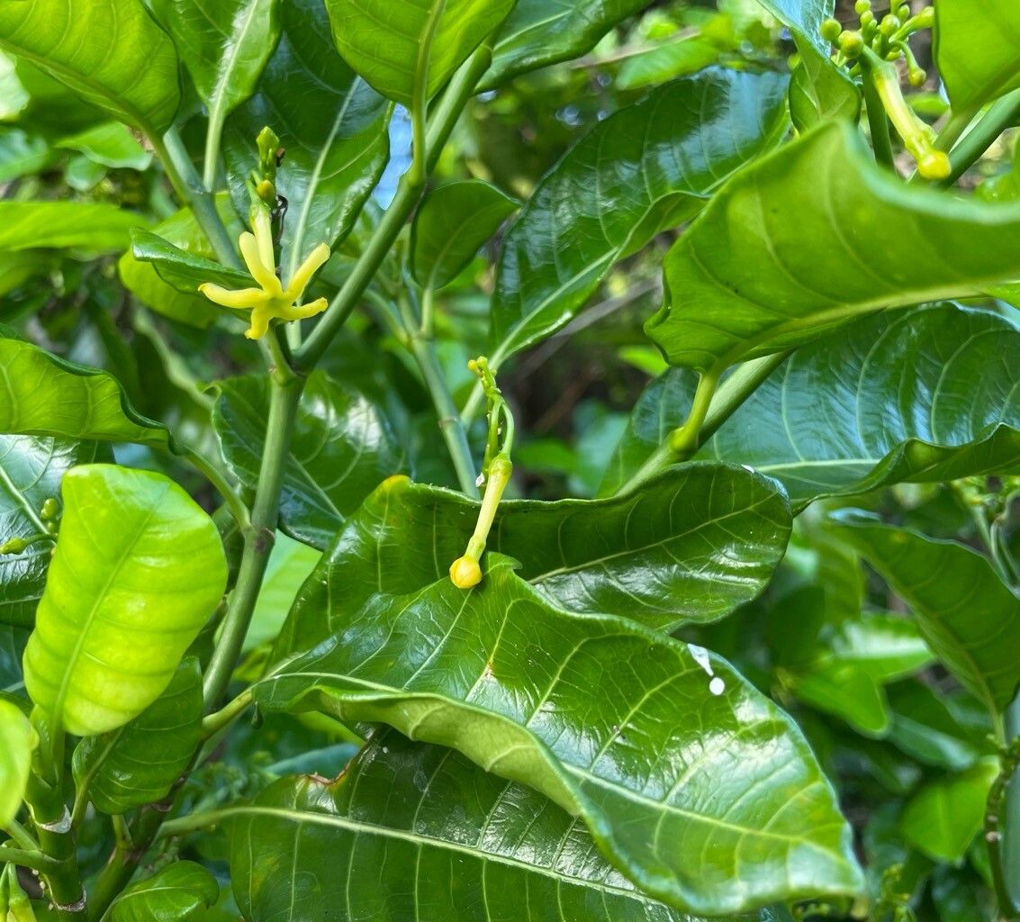 Tabernaemontana laurifolia flower