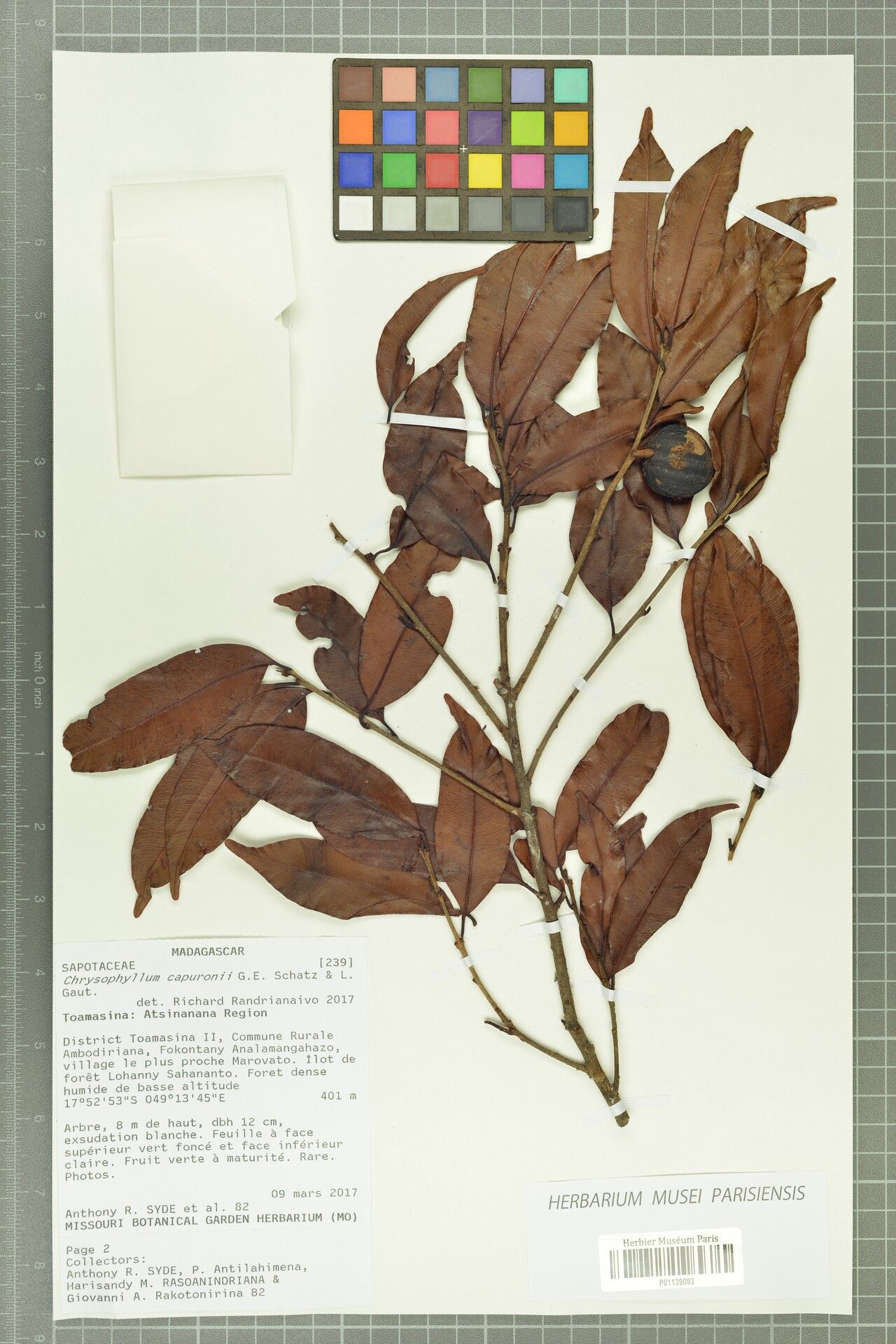 Donella capuronii — related species from the same genus