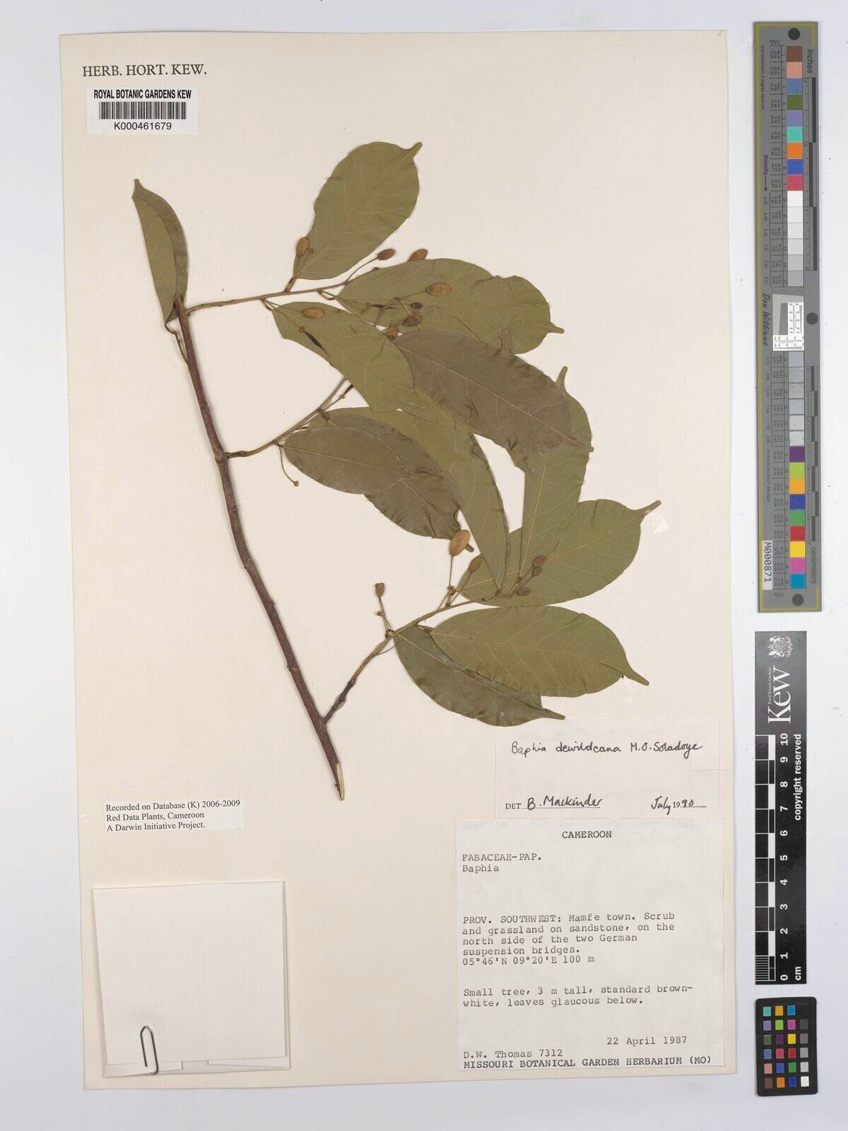 Baphia latiloi — houseplant care guide