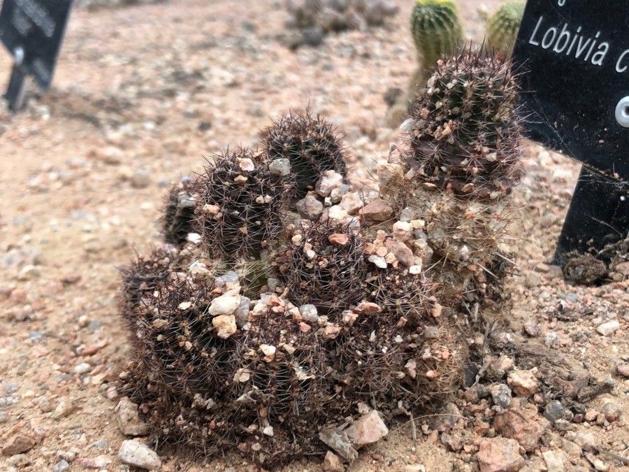 Echinopsis coquimbana — search result for 'Echinopsis'