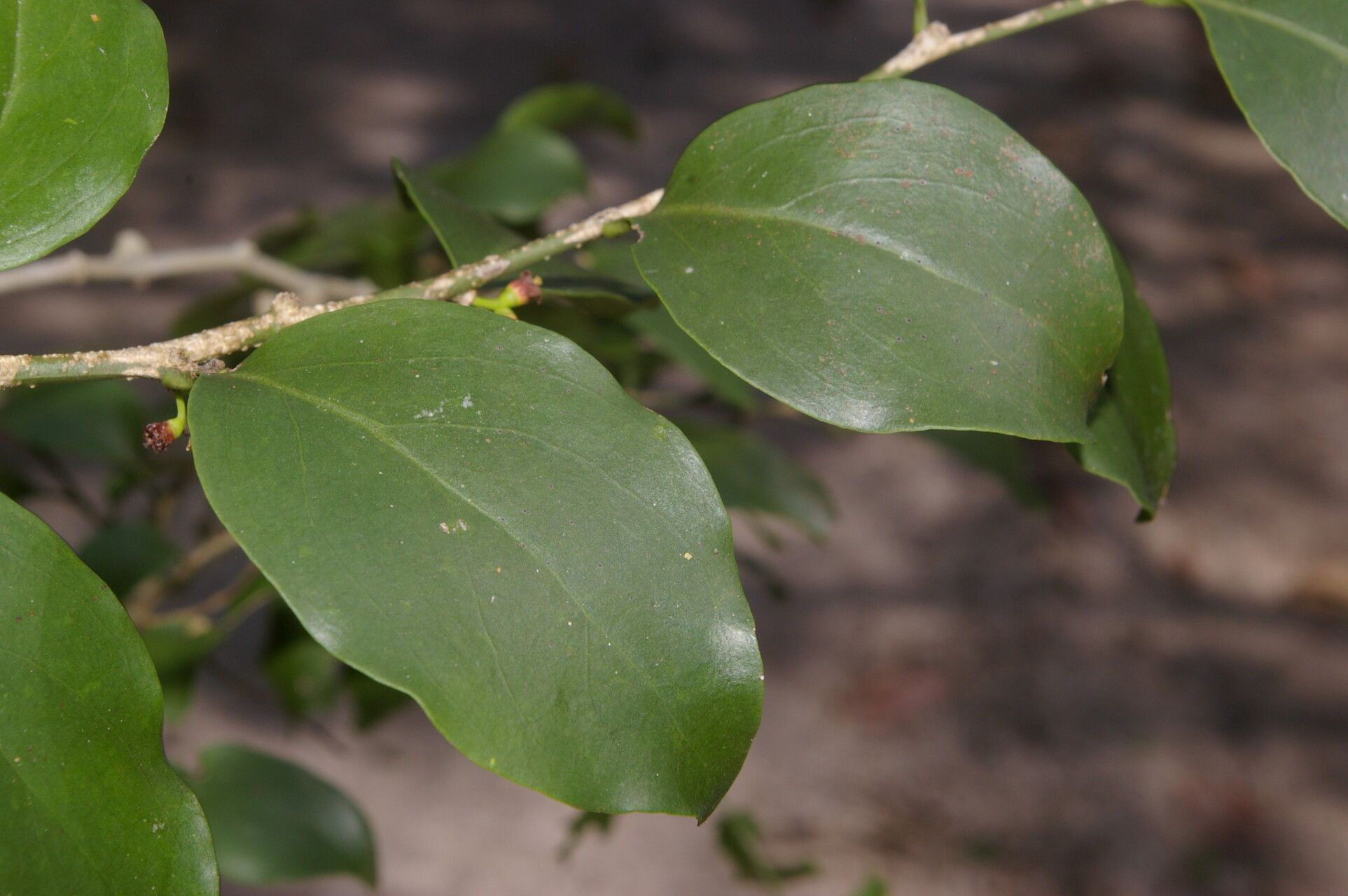Agonandra macrocarpa — search result for 'Honduras'