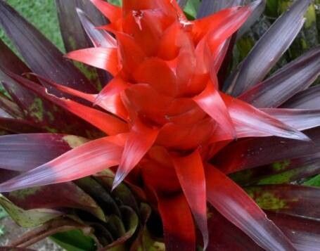 Tillandsia imperialis flower