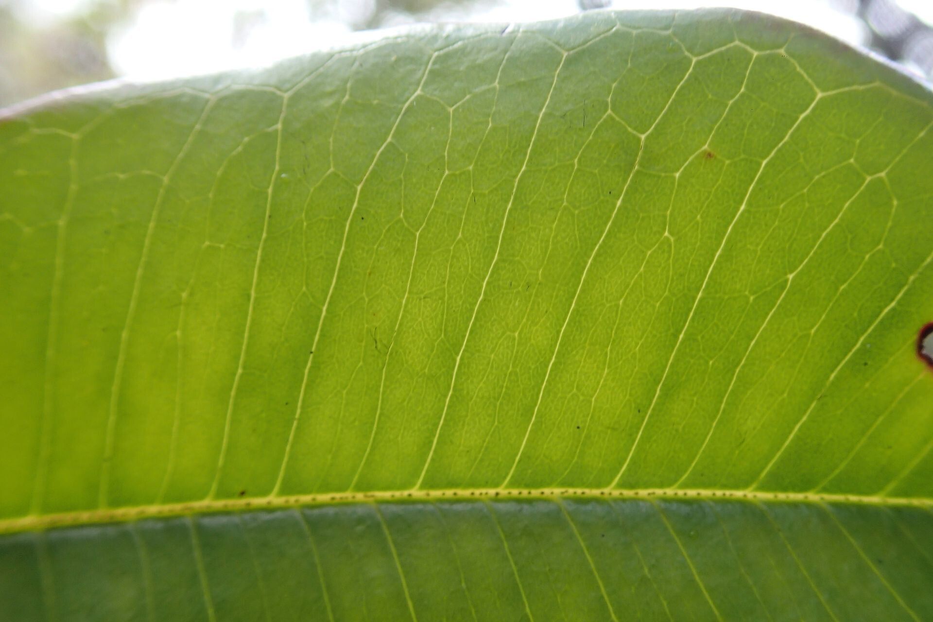 Quintinia major — related species from the same genus