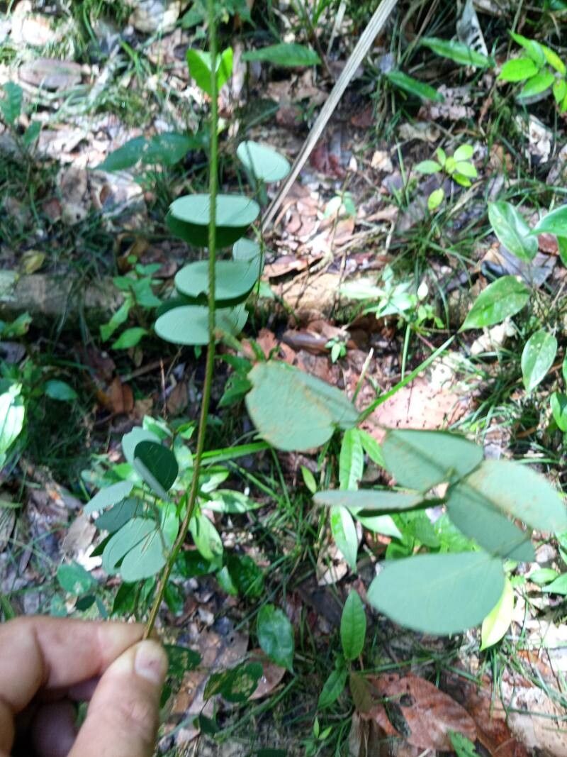 Mimosa guilandinae leaf