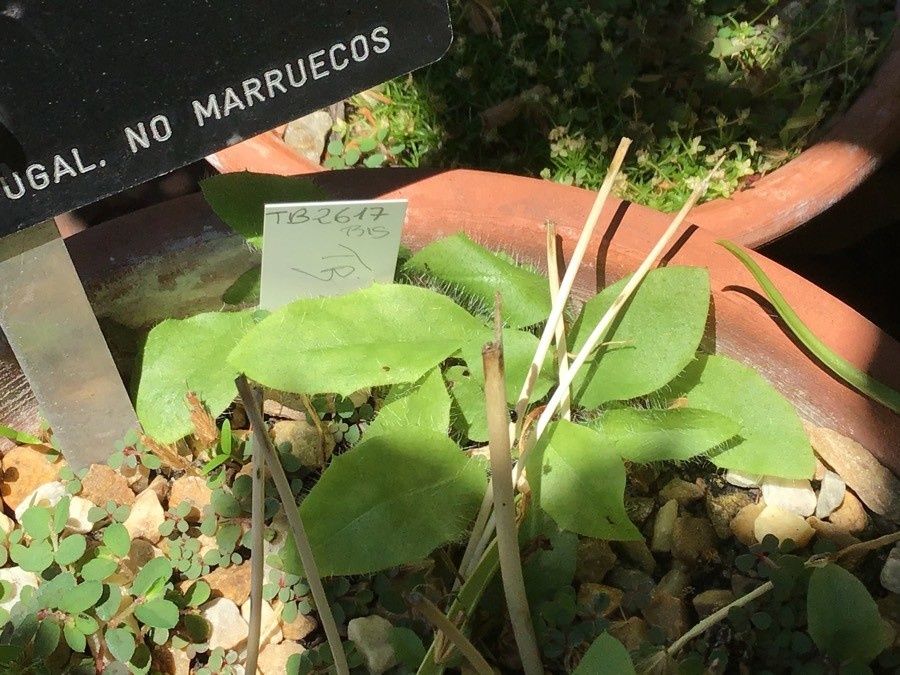Hyacinthoides mauritanica — related species from the same genus