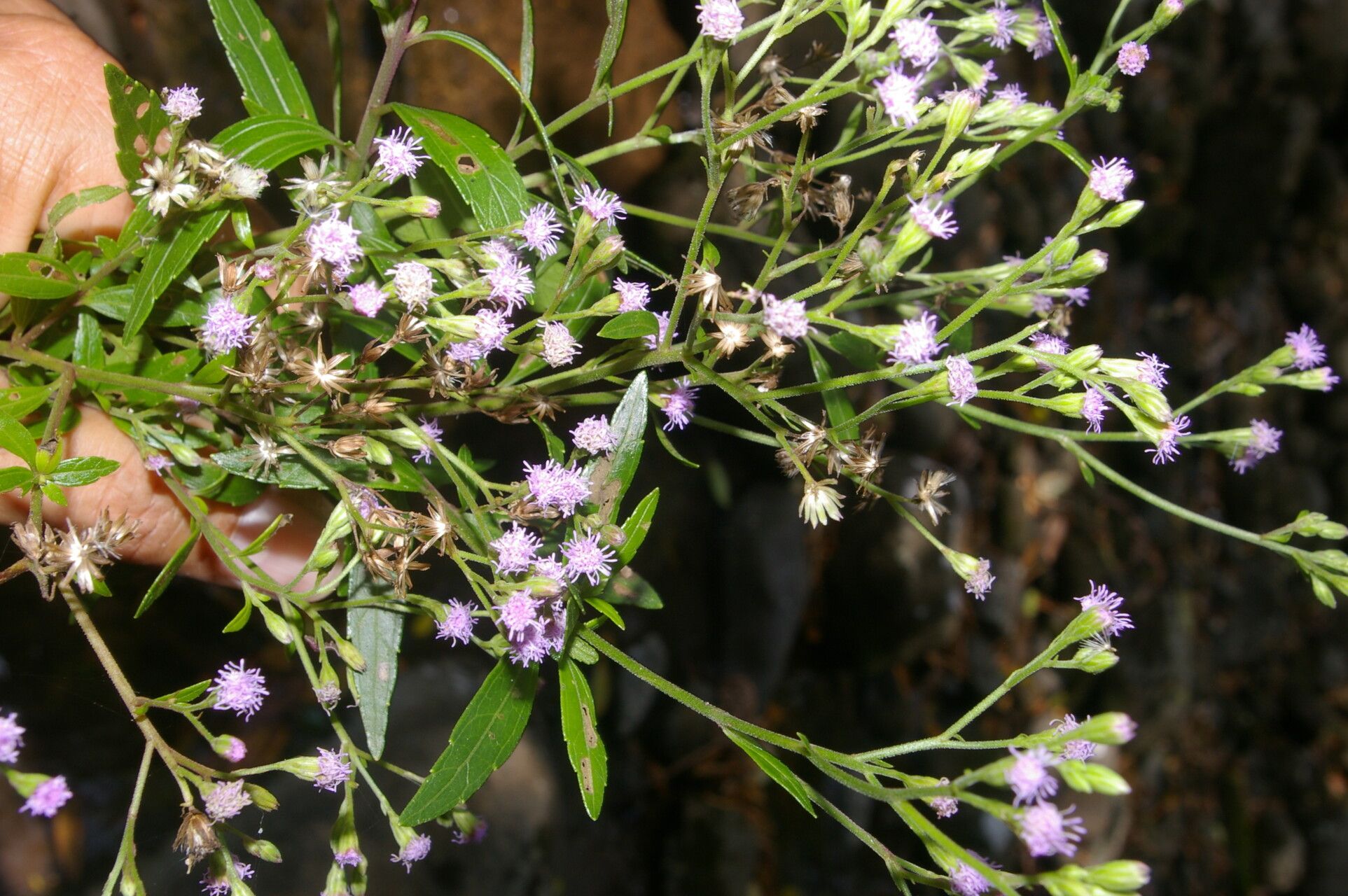 Fleischmannia sideritidis — related species from the same genus