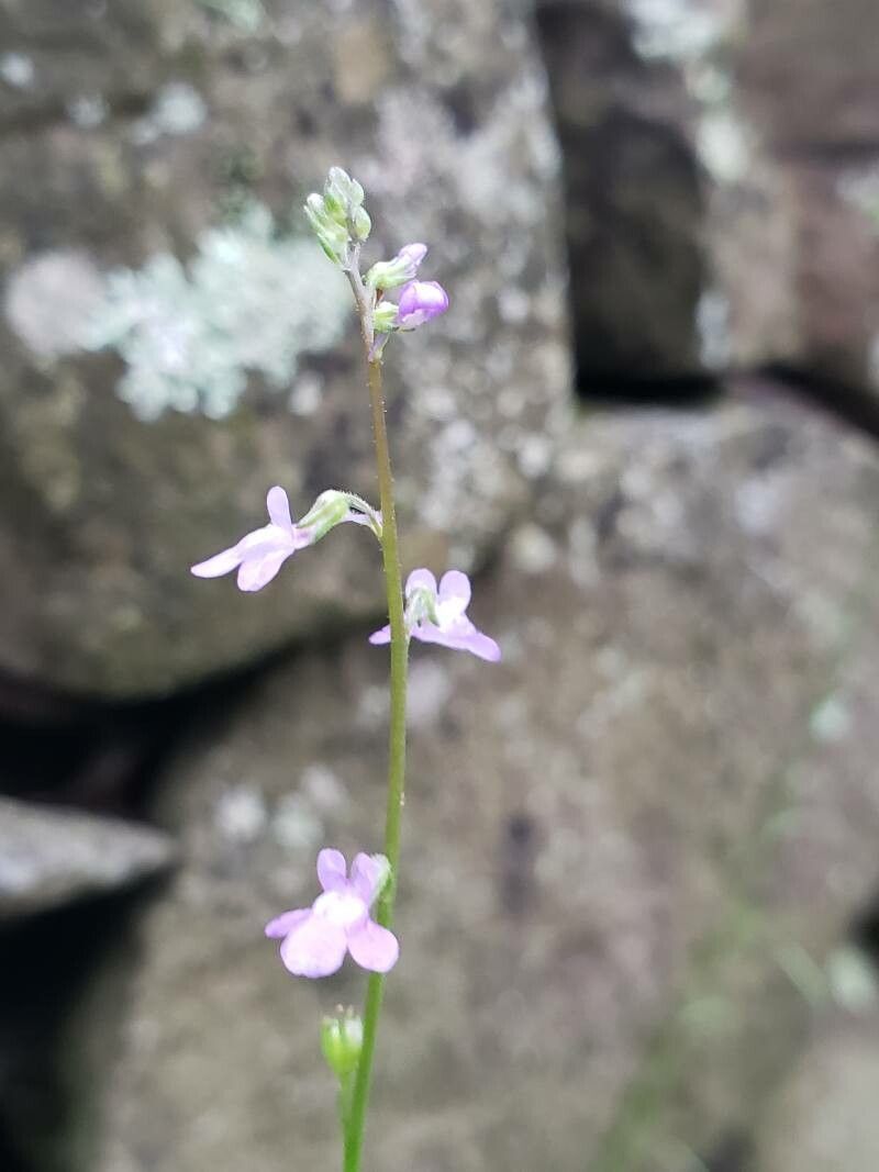 Nuttallanthus canadensis flower