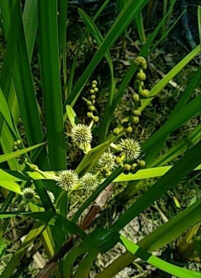 Sparganium erectum fruit
