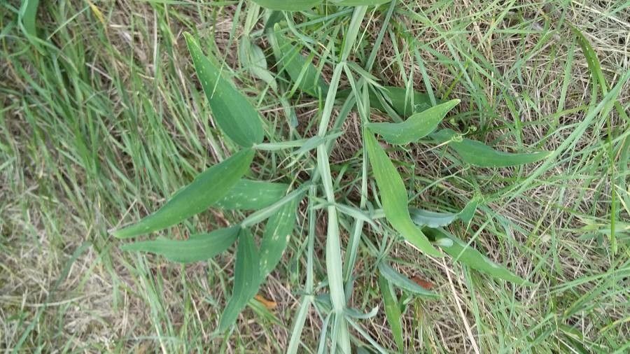 Lathyrus heterophyllus — search result for 'Lathyrus'
