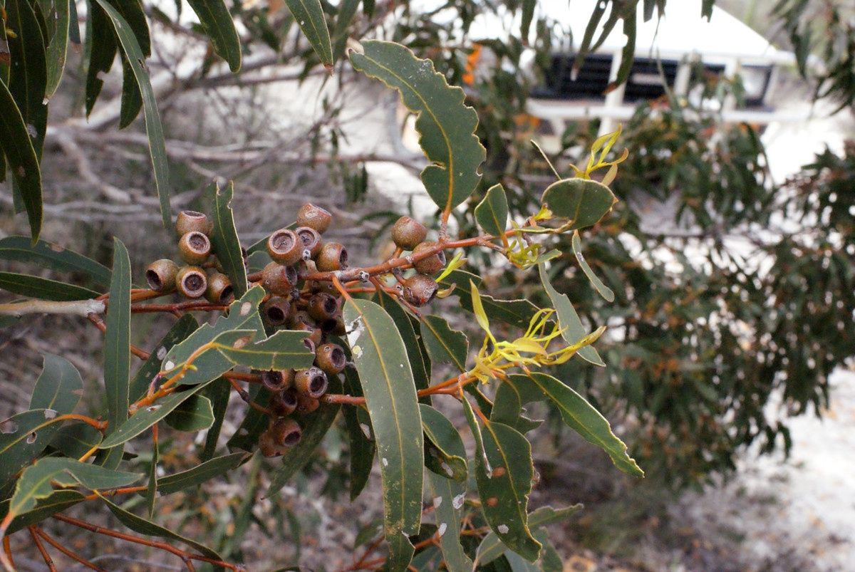 Eucalyptus suberea — houseplant care guide