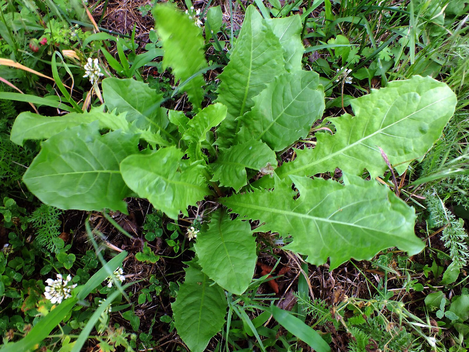 Taraxacum mongolicum habit