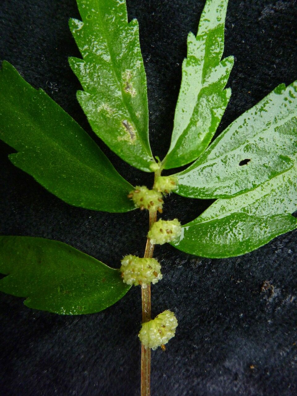 Elatostema pusillum other