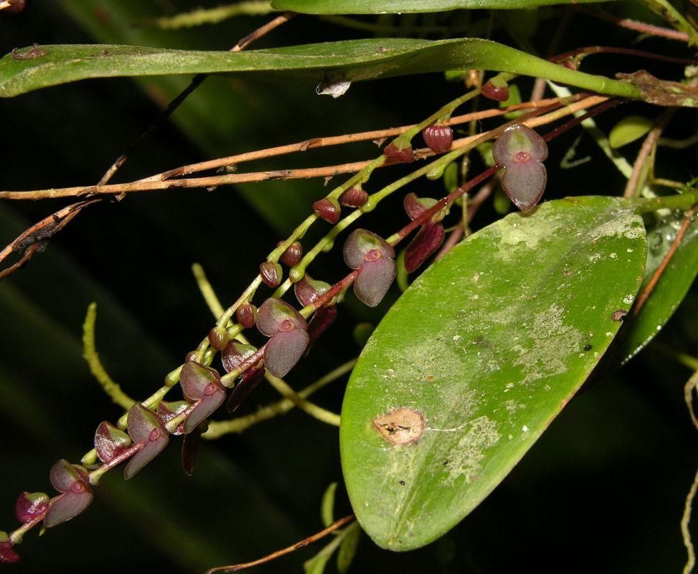 Stelis lankesteri fruit