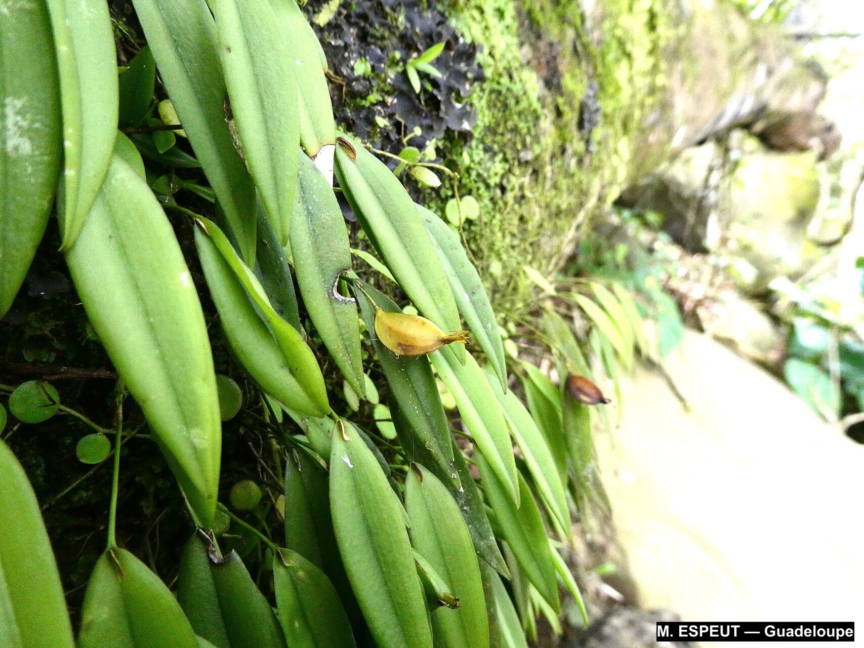 Acianthera angustifolia habit