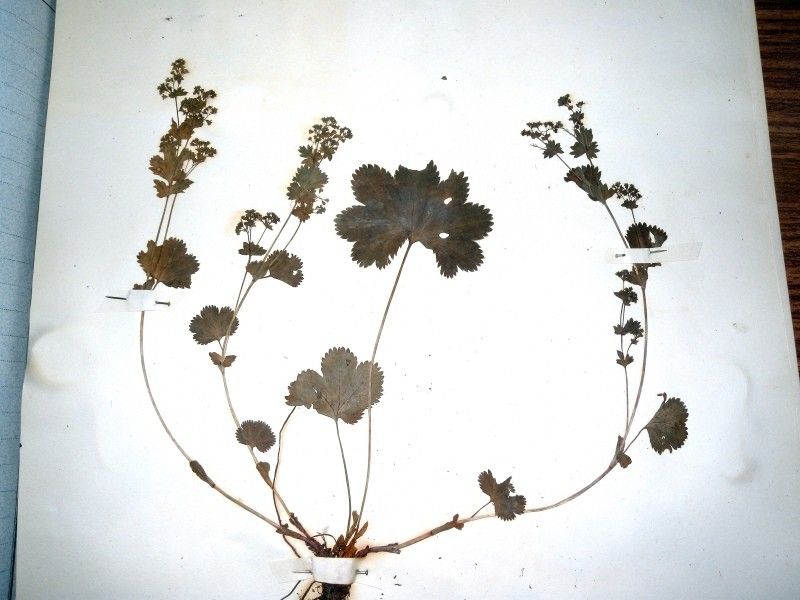 Alchemilla demissa — search result for 'Alchemilla'