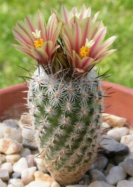 Turbinicarpus subterraneus — houseplant care guide