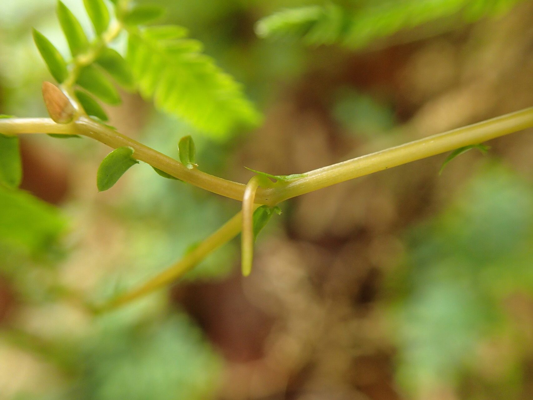 Selaginella myosurus other