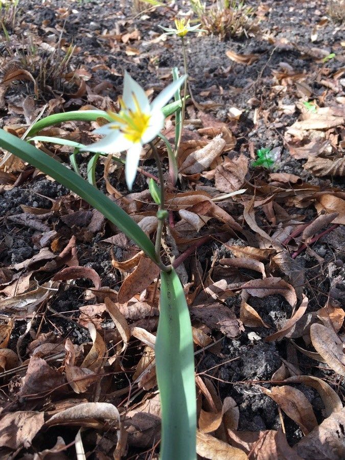Erythronium albidum habit