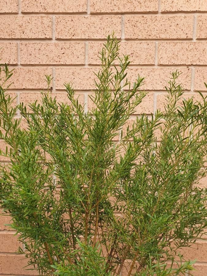 Boronia heterophylla — search result for 'Citrus'
