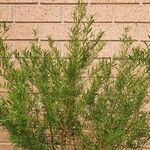 Boronia heterophylla