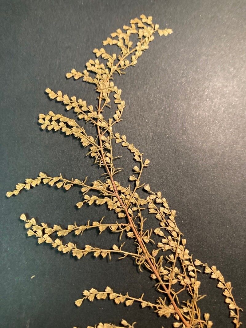 Artemisia scoparia flower
