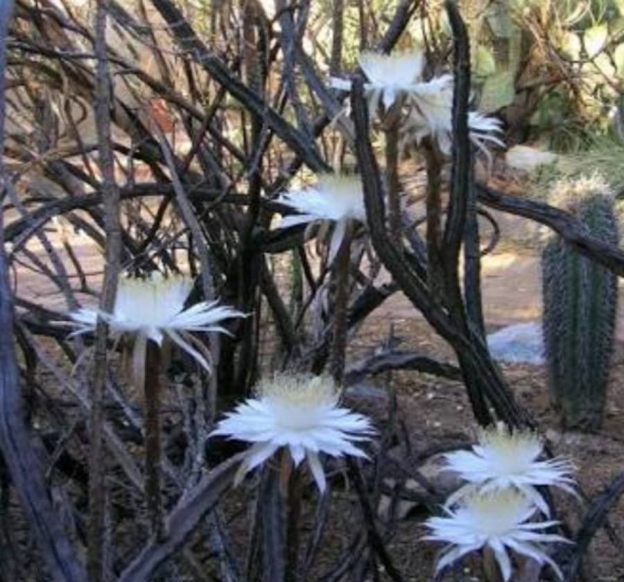 Peniocereus greggii flower