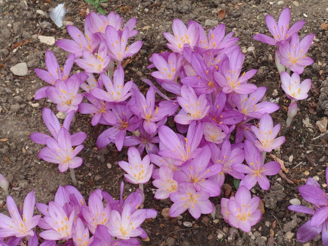 Colchicum cilicicum — search result for 'Syria'