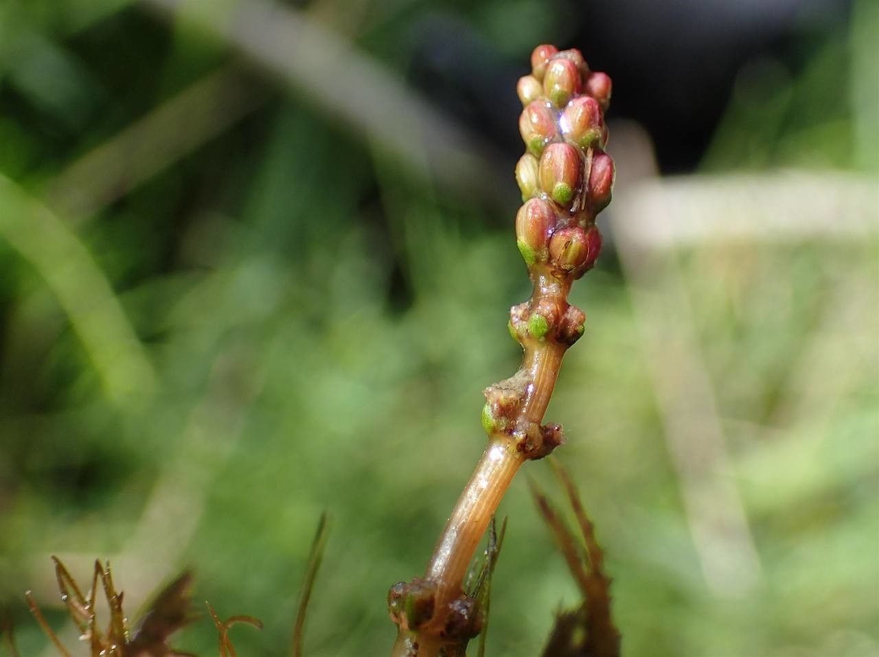 Myriophyllum spicatum fruit