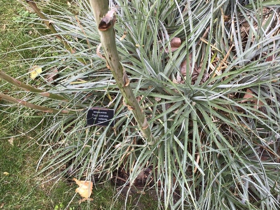 Puya coerulea — search result for 'Puya'