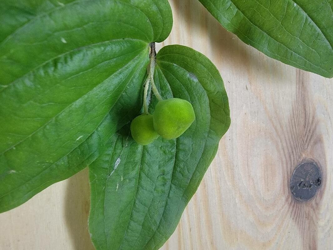 Prosartes hookeri fruit