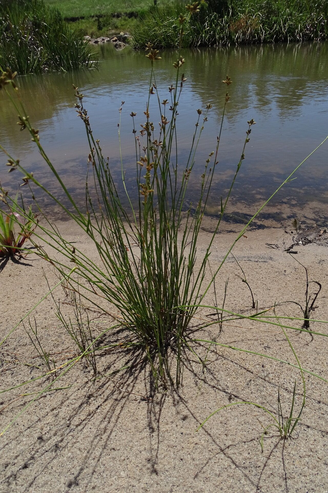 Fuirena stricta habit