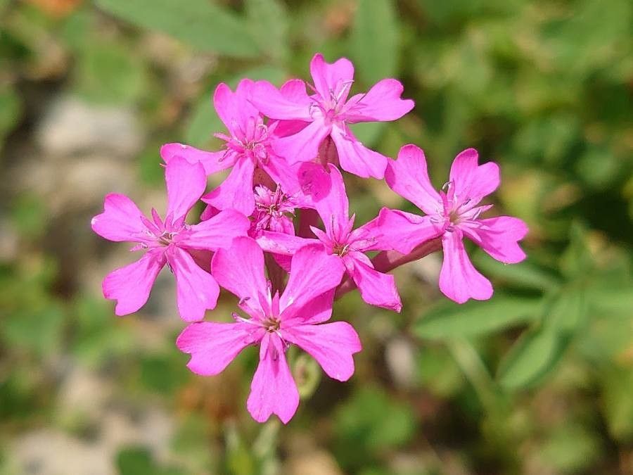 Silene armeria flower