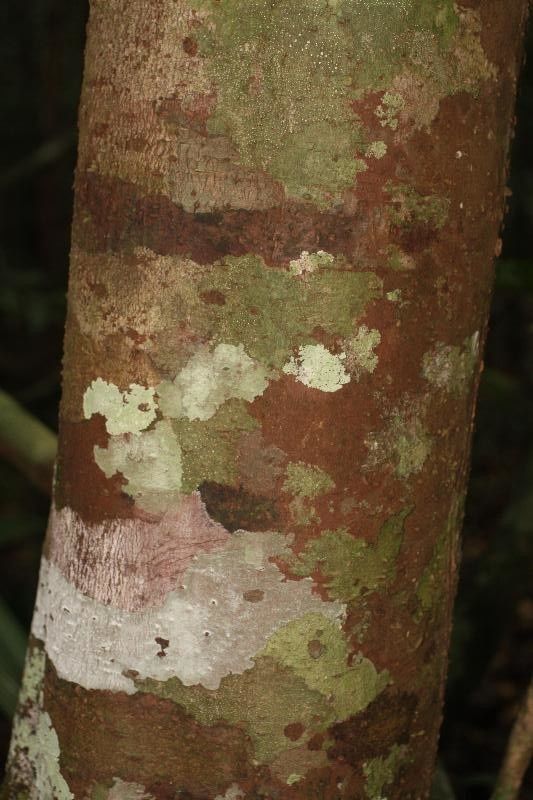 Ocotea ceanothifolia bark